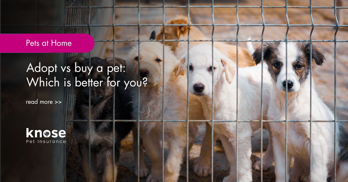 Adoption vs Buying a Puppy in Australia What’s the Difference